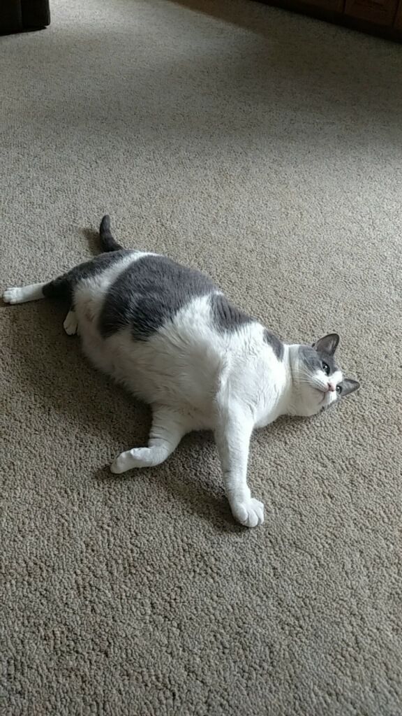 Moe the cat